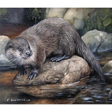 carl_whitfield_otter_zoom