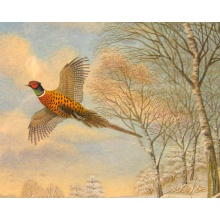 cock_pheasant_zoom