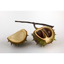 conker_half_shell-2_nuts_and_twig_255827526