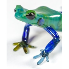 glass_tree_frog_zoom