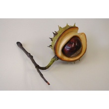 half_shell_with_nut_and_twig