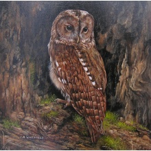 whitfield-little-owl-adjusted