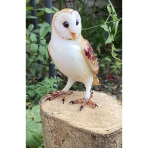 barn_owl_2146457080