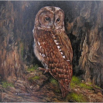 whitfield-little-owl-adjusted