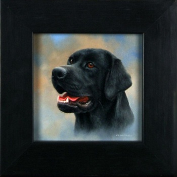 whitfieldblacklabweb