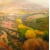 olive_grove